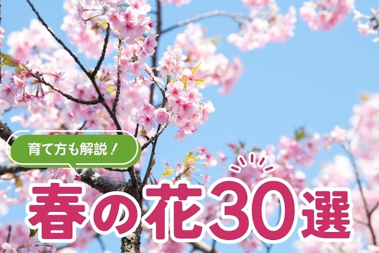 春の花｜紫やピンクなど豊富な花色！ 3月・4月・5月に咲く30選