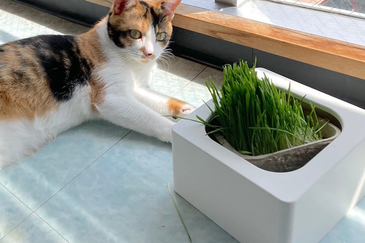 気づいたら猫草が倒れてる! カインズの「ペットグラス鉢カバー」で地味なイライラを解消