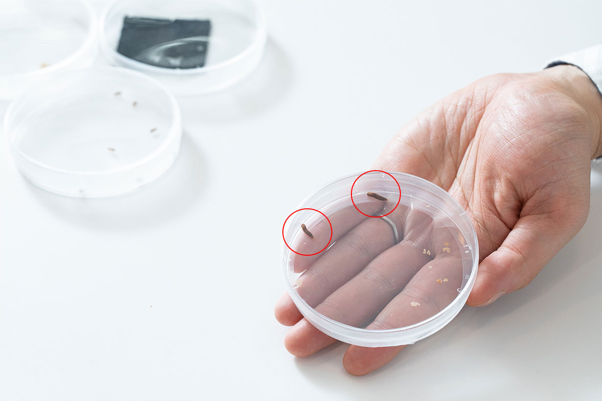 カツオブシムシの幼虫