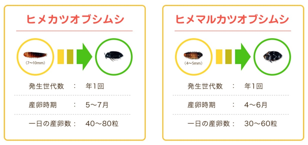 カツオブシムシ類の生態