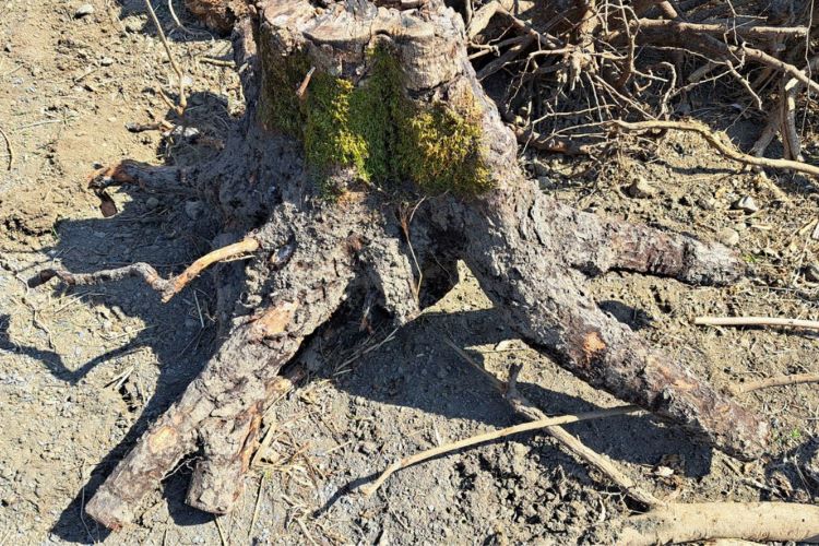 庭に残る切り株を除去したい！ 自分で伐根する方法や道具とは？