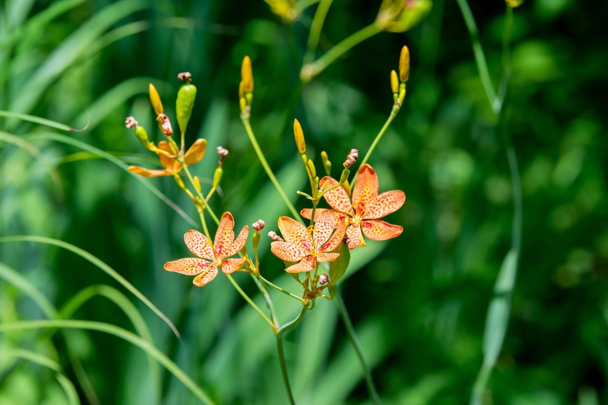 mizu ヒオウギ（日扇） mizu ヒオウギ（日扇） 楽天市場】ヒメヒオウギの通販