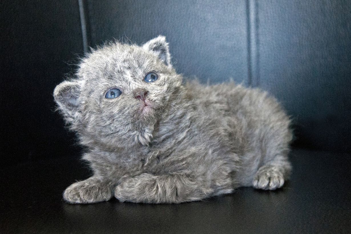 くるくる癖っ毛♡セルカークレックス子猫♡マミーちゃん♡アートドール♡ぬいぐるみ♡ セルカークレックスはどんな猫？ 飼い方や性格、食べ物などを紹介し