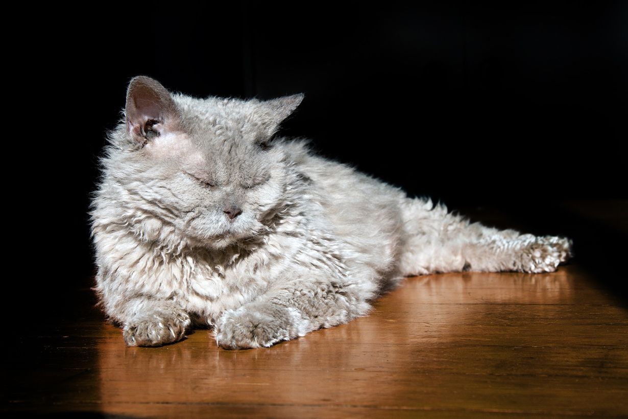 セルカークレックス：猫の品種プロフィール、特徴、飼い方