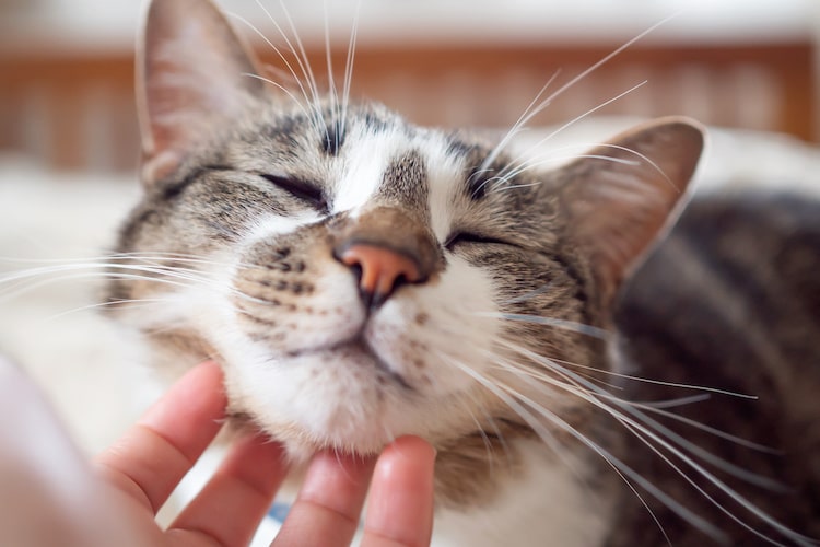 猫がゴロゴロいうのはどんな時？ 理由や仕組みを獣医師が解説