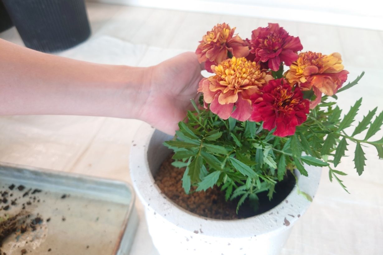 ウィリアムモリス マリーゴールド植木鉢 2個セット 植木鉢　ホワイト ウィリアムモリス マリーゴールド植木鉢 2個セット 【公式通販】