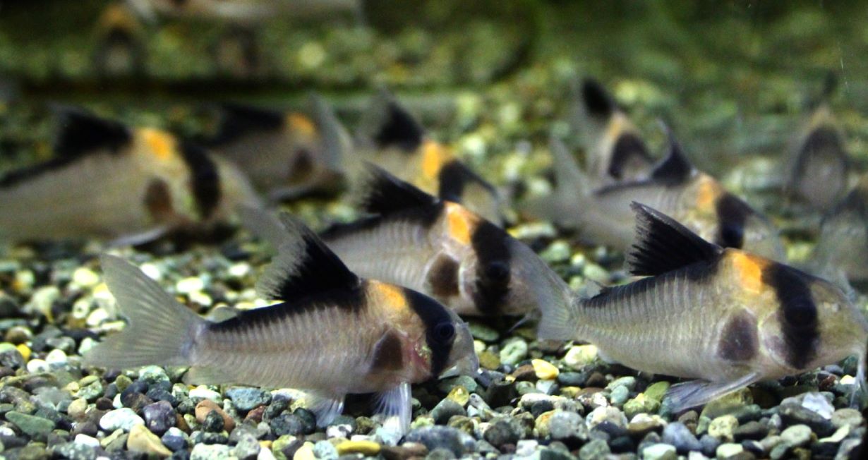 コリドラス飼育の注意点！ 混泳はできる？ 種類や餌、水槽の大きさを 