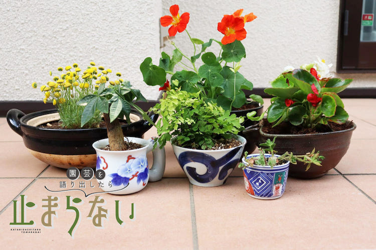 使わない食器を植木鉢に変身させてみた