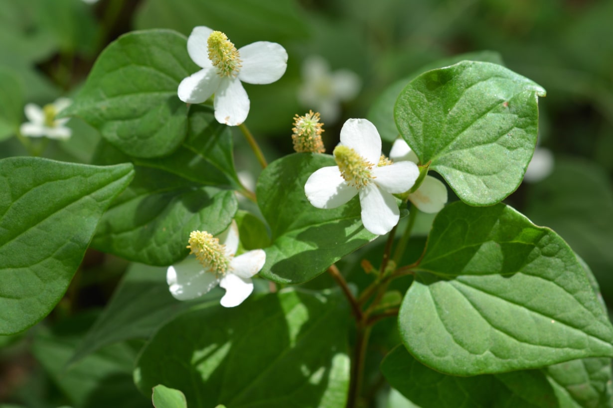 ドクダミにおすすめの除草剤は？ しつこいドクダミの駆除方法