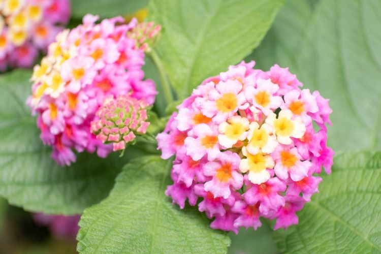 ランタナの育て方・特徴と種類、冬越しの方法まで徹底解説