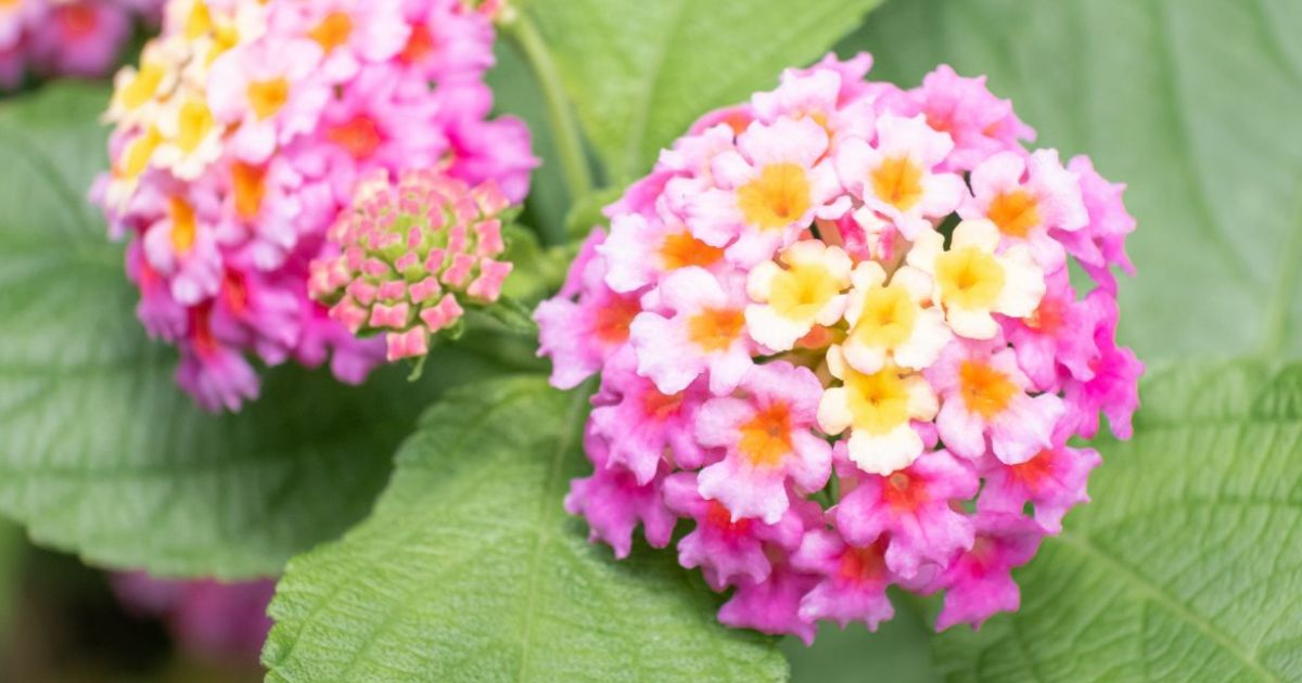 ランタナの育て方・特徴と種類、冬越しの方法まで徹底解説 | となりの