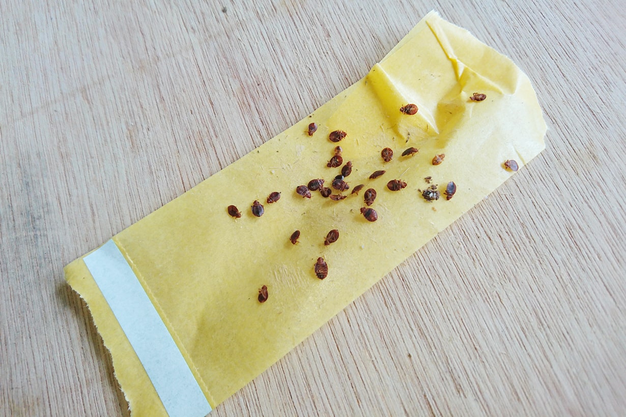 家の中のトコジラミを駆除する方法