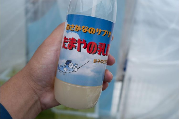 メダカの室内・稚魚飼育の革命児、乳酸菌。 生存率が大幅にアップした理由とは？