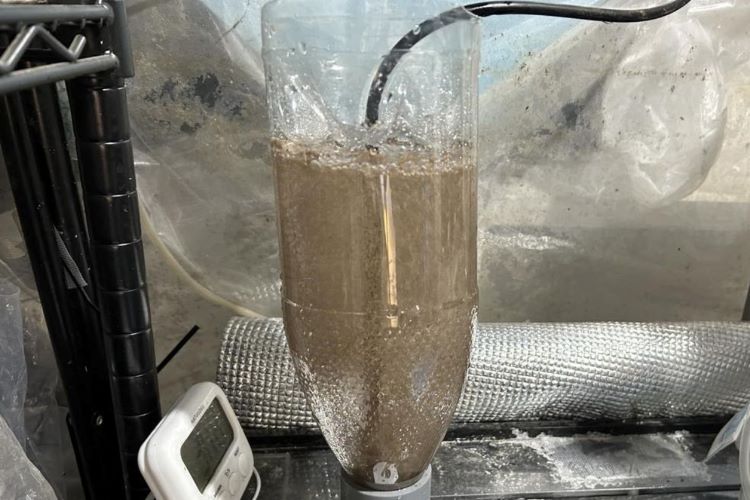 メダカの成長速度が爆速に！？ 最強の生餌と名高いブラインシュリンプの沸かせ方