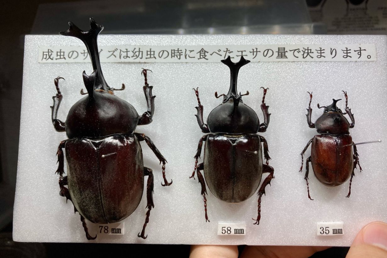 ラクボックスカブトムシ5個セット 送料無料 いくらから ラクボックスカブトムシ5個セット （MIKU
