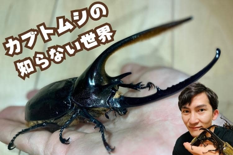【カブトムシ歴20年】カインズの昆虫マニア社員が明かす飼育術