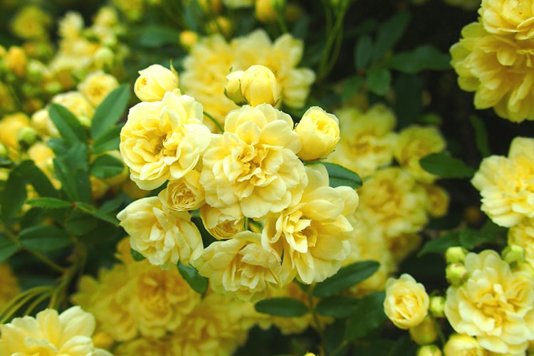 モッコウバラの育て方｜剪定の時期や鉢植え・地植えで育てる方法