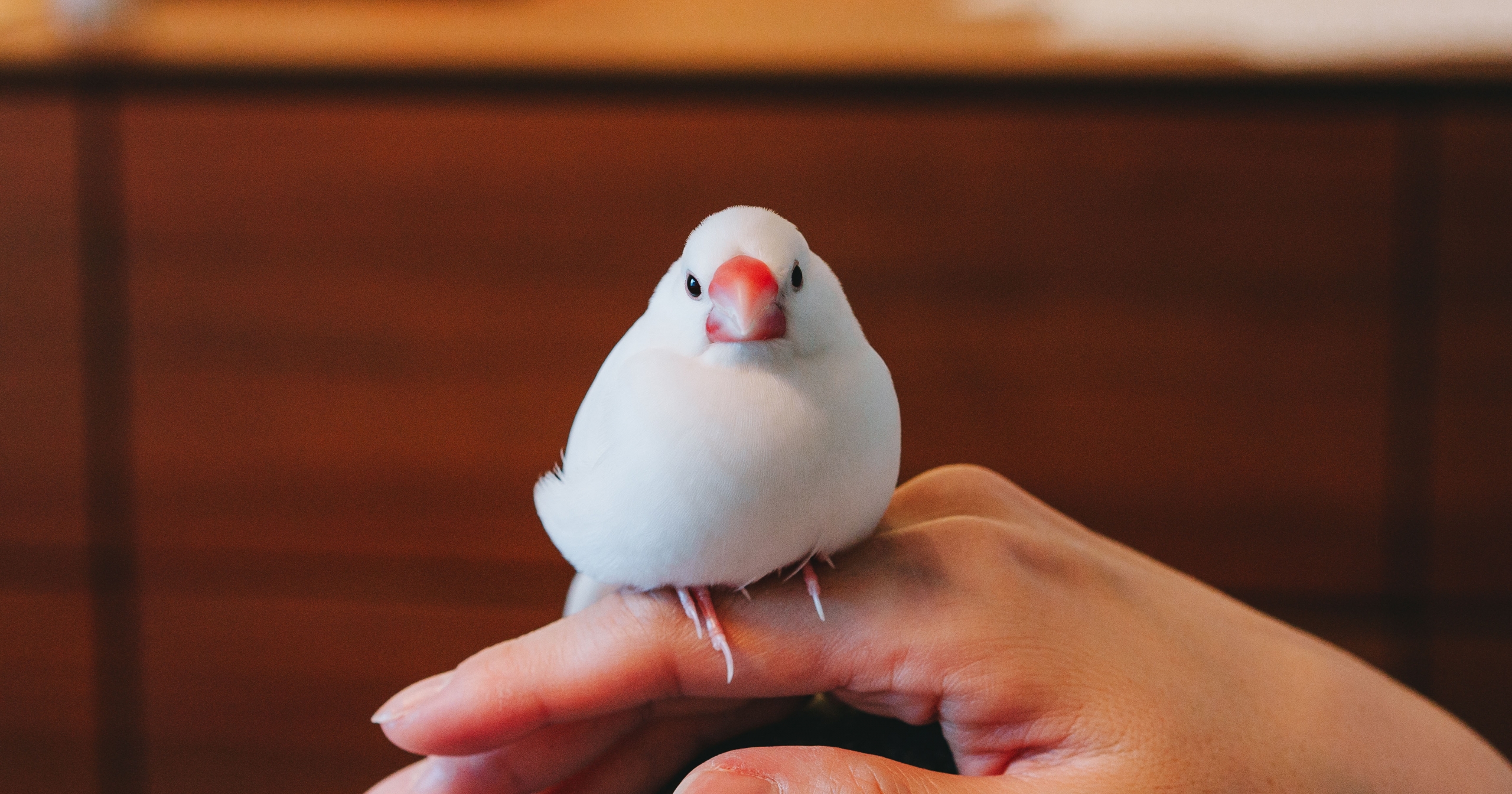 文鳥の上手な飼い方とは？ やんちゃな性格でも飼い主さんラブな子に