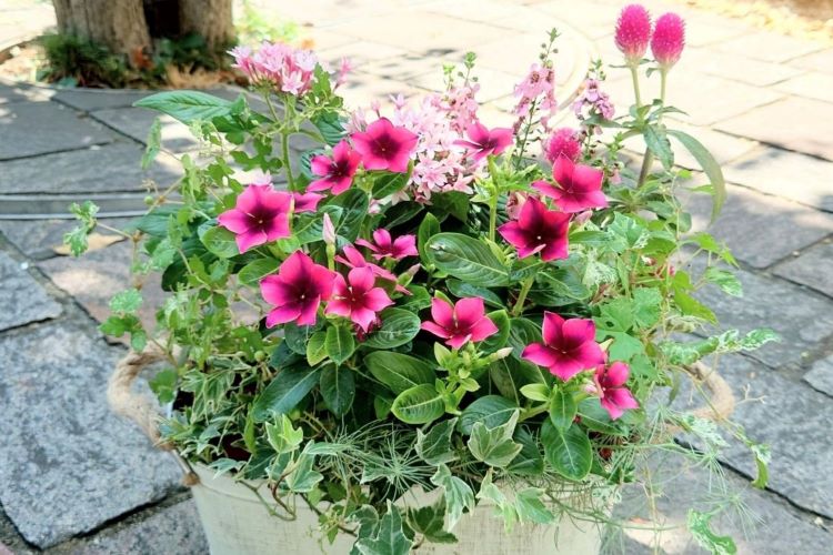 ニチニチソウの寄せ植えに合う花は？ おしゃれな配置や管理方法を解説