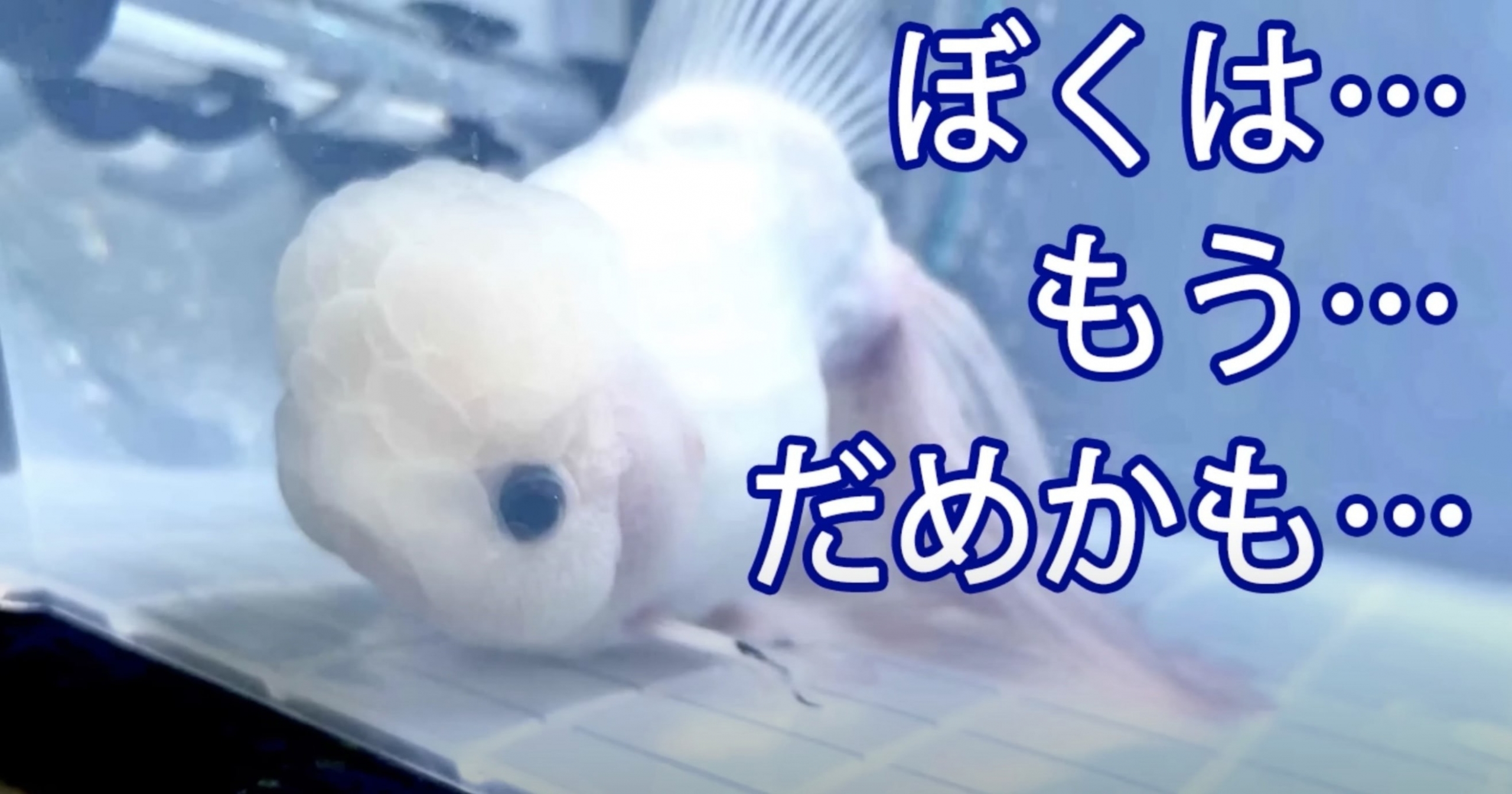 瀕死の金魚を救いたい。金魚愛があふれた飼い主の葛藤と挑戦