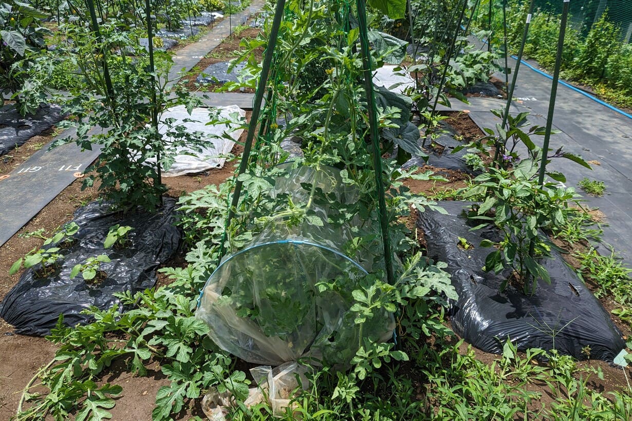 野菜作りをはじめて3ヶ月目の人が、野菜作りをはじめていない人に伝え