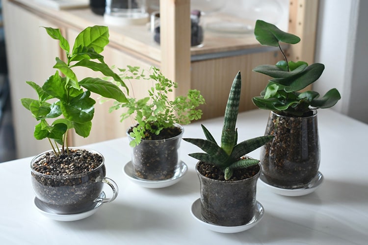 グラスが植木鉢に大変身。 DIY初心者がガラスに穴を開けてみた