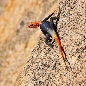アガマの飼い方の超基本！必須の飼育グッズや生き餌の与え方とは