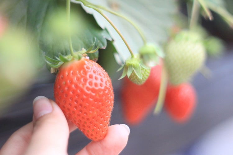 いちごの育て方｜おいしい果実を収穫するためのコツを紹介