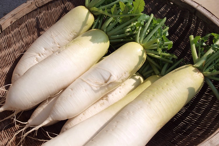 大根の育て方｜栽培のコツを解説