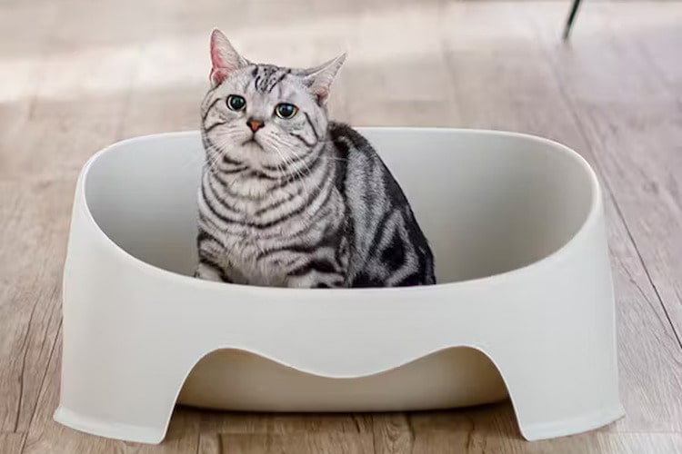 なぜカインズの猫砂はリピートしちゃうのか？　秘密は猫のわがままをかなえる10種類以上の品揃え