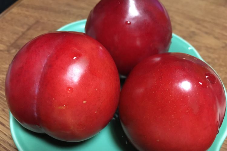 スモモの育て方｜おいしい果実を収穫するためのコツを紹介