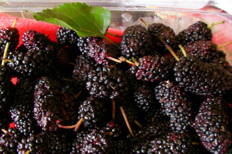 桑の実（マルベリー）とは？ 食べ方や効能、ジャムの作り方などを紹介します