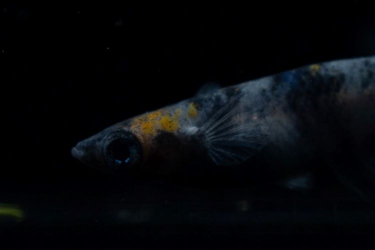 和墨メダカ飼育ハンドブック「深い黒色の魅力をアナタのもとへ」