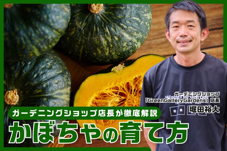 かぼちゃの育て方｜水やりの頻度やプランターで育てる方法