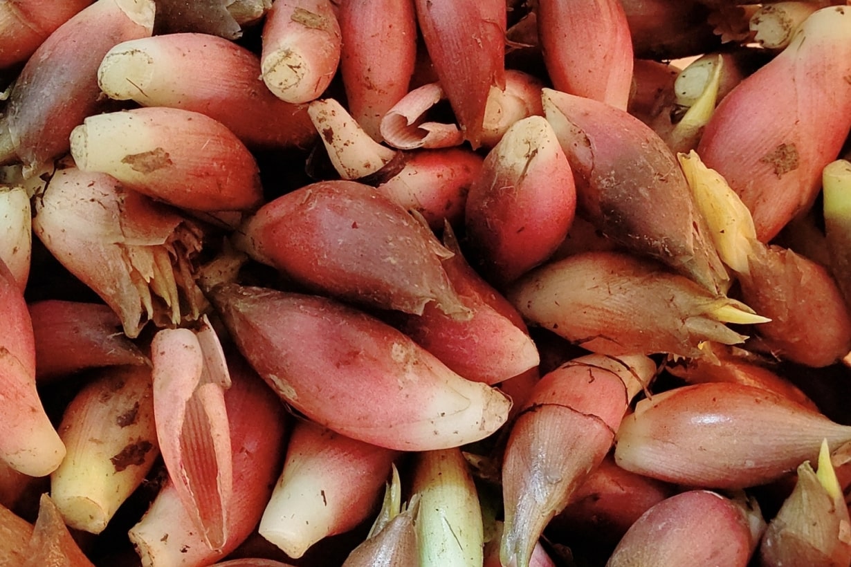 たくさんのみょうが