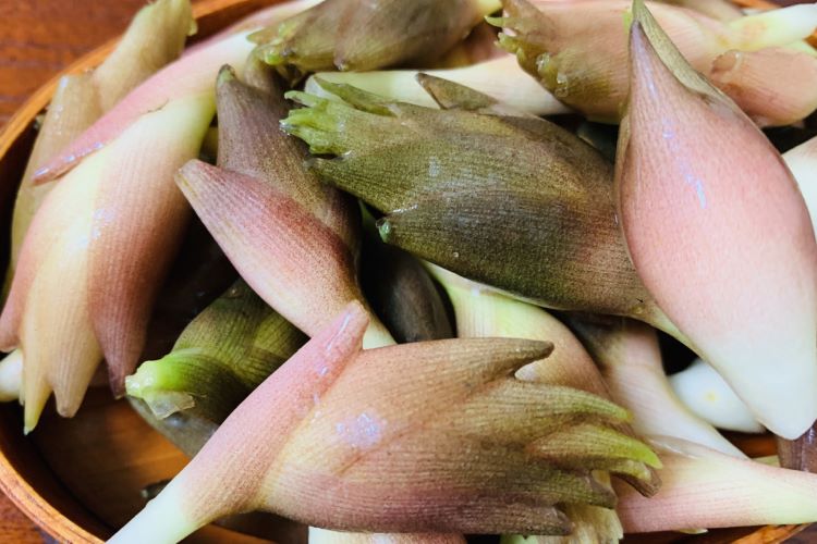 みょうがの育て方｜栽培に適した日当たりや収穫の仕方などを紹介