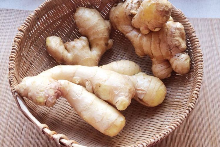 生姜の育て方｜栽培に適した環境や生育のコツなどを紹介します