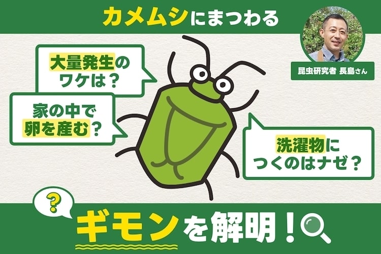カメムシが家に入ってくるのはなぜ? 光や洗濯物に集まる理由と対策を専門家に聞いた