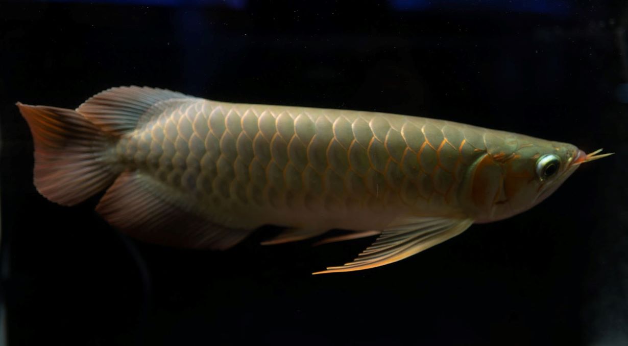 大型熱帯魚　アロワナなど グルメな大型熱帯魚アロワナにおすすめの餌は？ 人工飼料や生餌、乾燥