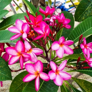 手間がかからず長期間花が楽しめる！ ジャングルジャックプルメリアの