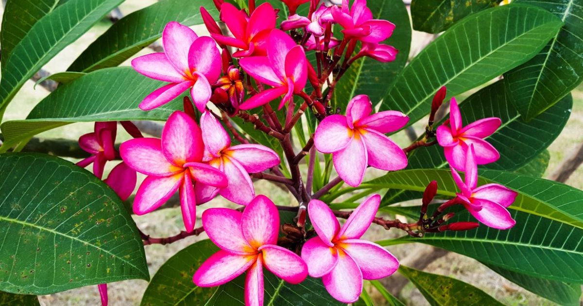 jungle Jackコレクション　プルメリア11鉢　品種にダブリあり jungle-jack-plumeria_og-min.jpg