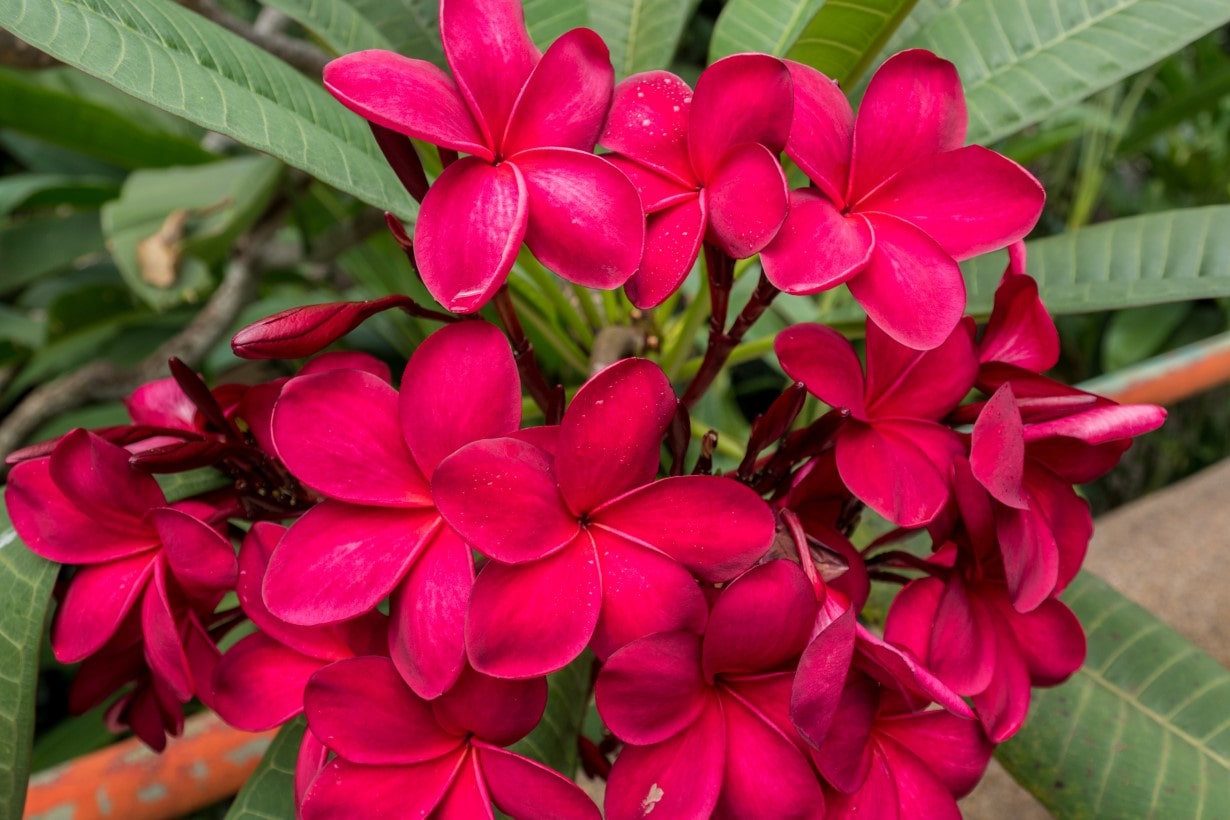 jungle Jackコレクション　プルメリア11鉢　品種にダブリあり jjpj #junglejacks #708plants #華金剛