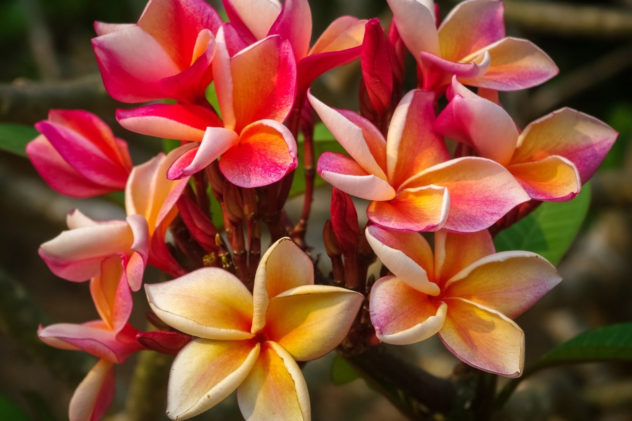 jungle Jackコレクション　プルメリア11鉢　品種にダブリあり jungle-jack-plumeria_og-min.jpg