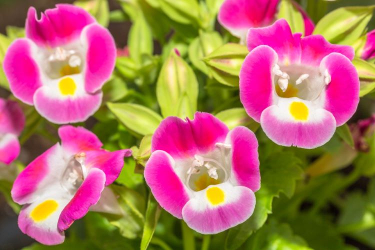 トレニアの品種と育て方を徹底解説