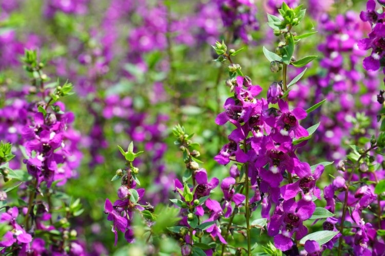 春から秋のガーデニングで大活躍！ アンゲロニアの育て方