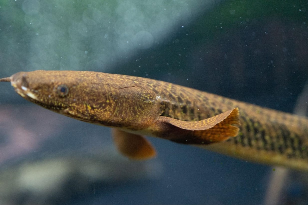 古代魚ポリプテルスの特徴と生態に迫る。あなたの愛魚が幸せな毎日を 