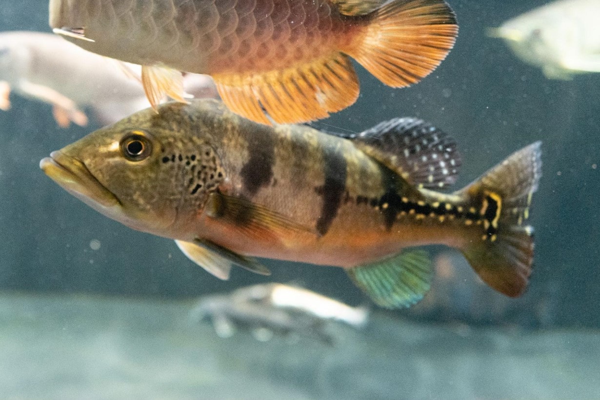 古代魚ポリプテルスの特徴と生態に迫る。あなたの愛魚が幸せな毎日を