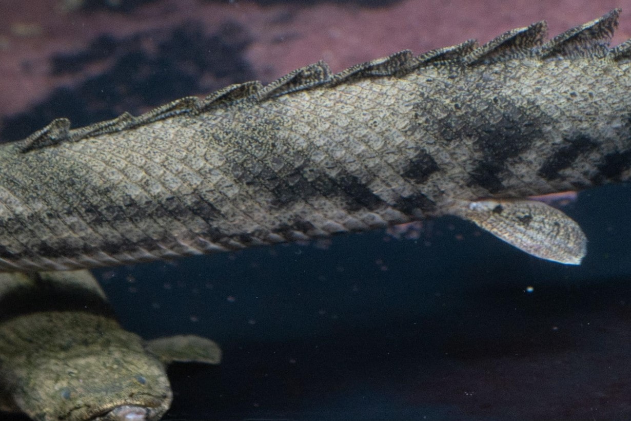 古代魚ポリプテルスの特徴と生態に迫る。あなたの愛魚が幸せな毎日を