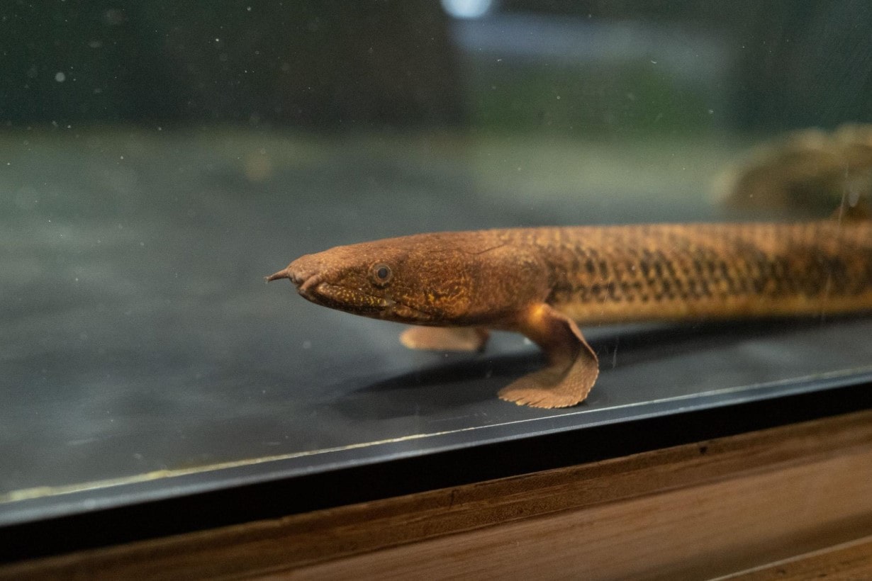 古代魚ポリプテルスの特徴と生態に迫る。あなたの愛魚が幸せな毎日を 