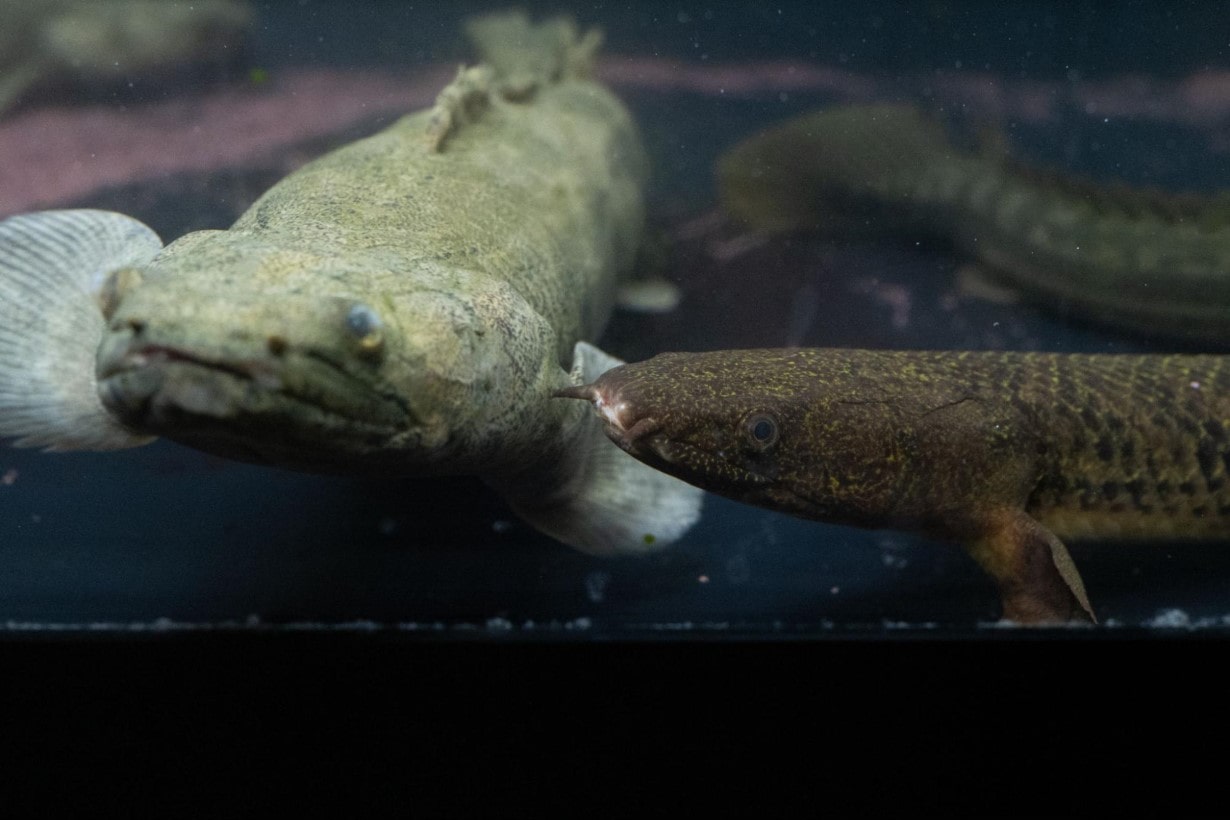 古代魚ポリプテルスの特徴と生態に迫る。あなたの愛魚が幸せな毎日を
